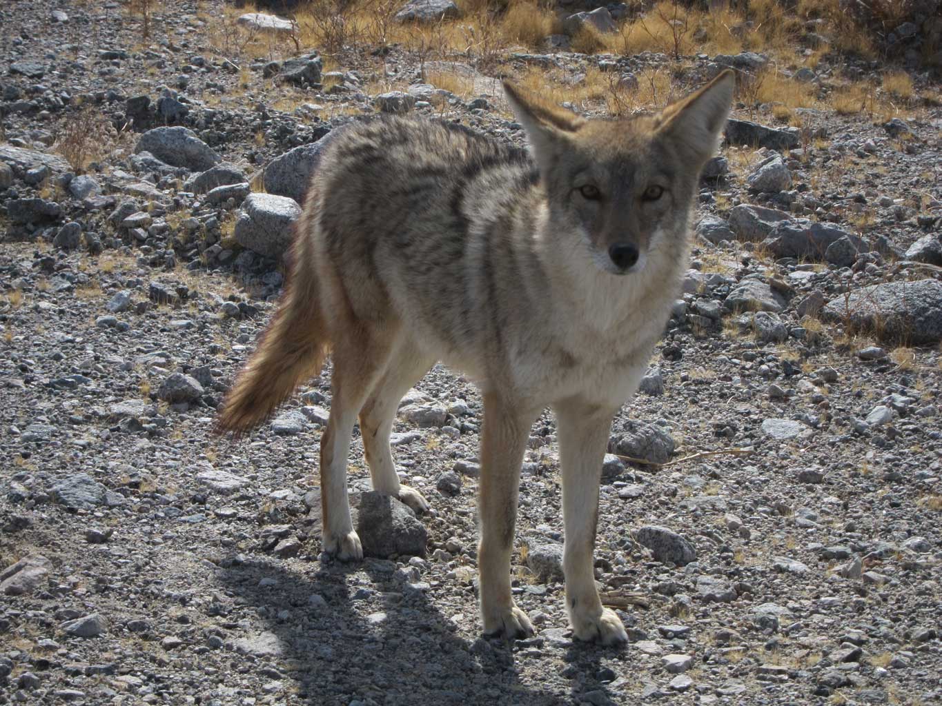 2012-img-3430-coyote