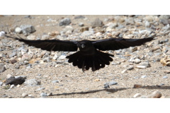 raven landing 