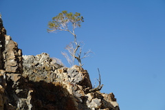 creosote bush 
