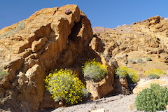 Brittlebush on the ground and Barrel Cactus growing high on the rock 